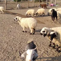 گوسفند فروشی