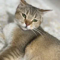 واگذاری گربه بریتیش|گربه|کرمانشاه, |دیوار