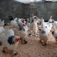 تخم مرغ برهما لایت