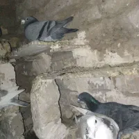 ۱۶ عدد کبوتر به فروش میرسد