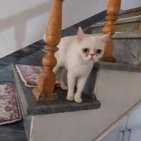 فروش گربه پرشین