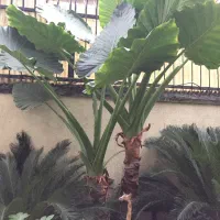 دو اصله گل بابا آدم بسیار بزرگ و تنومند