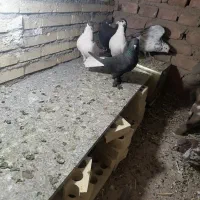 جفت یال دار