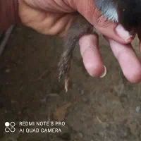 تخم نطفه دار دیلگونی