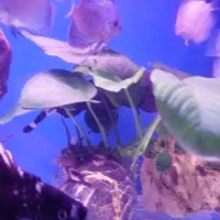 ماهی بلک گوست|ماهی|تهران, اقدسیه|دیوار