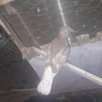 کفتر ی پر دو پر جوجه ۳ ماه ۴ماه پرشی و رنگی|پرنده|مشکیندشت, |دیوار