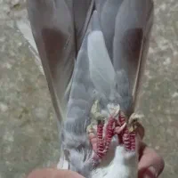 سه تا دمبی|پرنده|جهرم, |دیوار