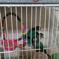 جفت های جوانه سانجیک  تراکوییس و اناناسی دبل رد