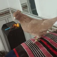 زرد دم سفید ماده