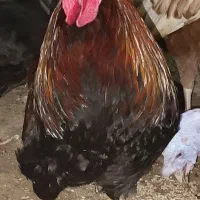 مرغ و خروس