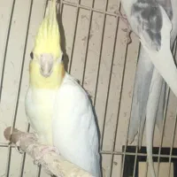 عروس هلندی|پرنده|تایباد, |دیوار