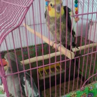 یک جفت عروس هلندی|پرنده|سبزوار, امیر کبیر|دیوار