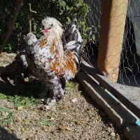 مرغ و خروس زینتی