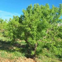 فروش-باغ