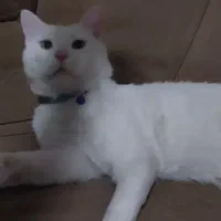 گربه تمیز سالم و سلامت