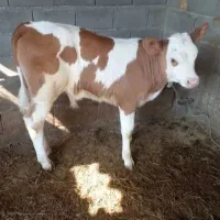 گوساله داشتی لطفاً پیام بدین