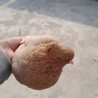 چهار تا پرنده|پرنده|رامهرمز, |دیوار