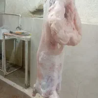 خریدو فروش گوسفند زنده