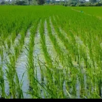 4300متر-زمین-فوقعلاده-زیر-قیمت-منطقه-بهترین-لوکیشن