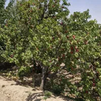فروش زمین ۵۰۰۰ متری در شهرک آزادی|فروش زمین و ملک کلنگی|تهران, شهرک آزادی|دیوار