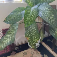 گل دیفین باخیا