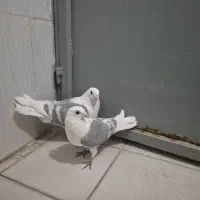 پشتدار