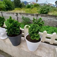 انجام باغبانی هرس گلکاری کود سمپاشی شخم زدن باغبان|خدمات باغبانی و درختکاری|رامسر, |دیوار