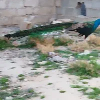 طاووس|پرنده|شیراز, حومه شیراز|دیوار