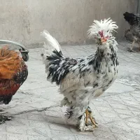مرغ خروس سلطان