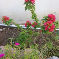 کیف سبزهای خوشگل