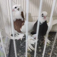 کبوترجوجه طوقی پرپا کلکسیونی