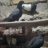 کفتر