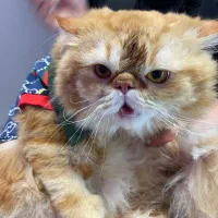 منشی دامپزشکی