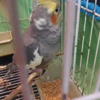 یک جفت طوطی عروس|پرنده|نور, |دیوار