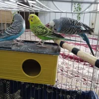 سه عد مرغ عشق|پرنده|سنندج, |دیوار