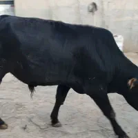 گاو نر۳سال
