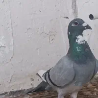 کبوتر