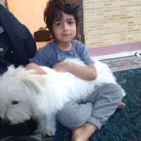 سگ دستی پشمالو سفید فهمید و بازی گوش|سگ|ایذه, |دیوار