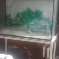 اکواریوم|ماهی|نیشابور, مازول|دیوار