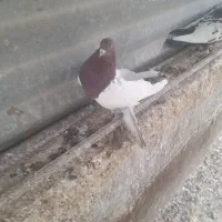 دوتا کبوتر|پرنده|قزوین, |دیوار