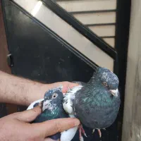 تعدادی کبوتر جفت و تکی