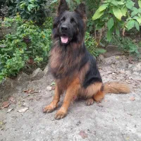 ژرمن شولاین نر بلک فیس جهت کشش