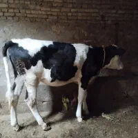 گوساله ماده سیمنتال خوش خوراک