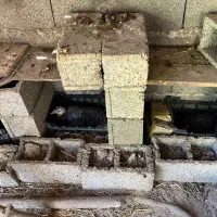 ۲ عدد بوقلمون کرچ