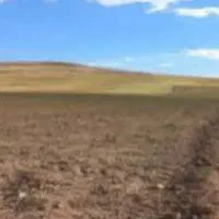 اجاره-زمین-کشاورزی-دیم-جهت-کشت-نخود