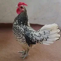 مرغ  سبرایت مینیاتوری