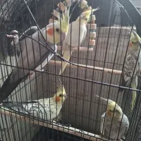 عروس هلندی نر و ماده