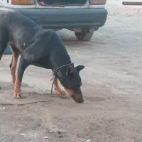 سگ دبرمن|سگ|رفسنجان, |دیوار