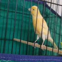 قناری نر|پرنده|همدان, |دیوار