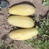 بازرگانی صیفی جات اسپادتجارت|عمده‌فروشی|خنداب, |دیوار